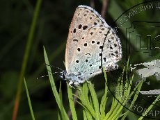 Голубянка арион 001